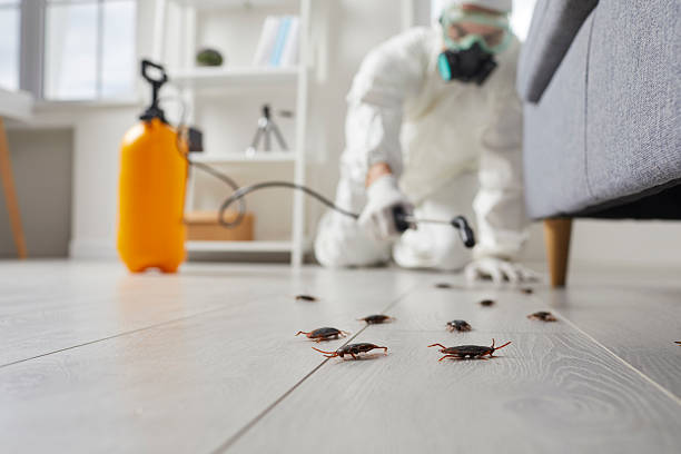 Post-Treatment Bed Bug Interceptor Monitoring in Suncoast Estates